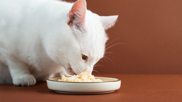 Можно ли кошке сыр: польза, вред, как давать и чем заменить