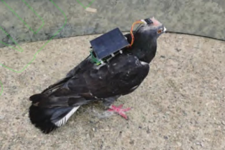 Чип вживлен в мозг птицы. Его питает солнечная батарея, закрепленная на спине и шее. Фото: Journal of Biomedical Engineering
