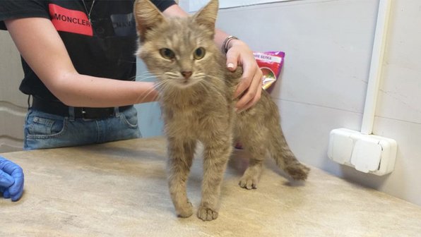 Кошка, попавшая в приют после смерти хозяйки, нашла новый дом