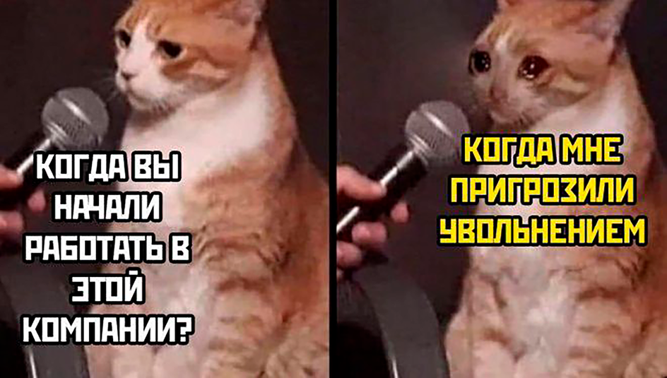 На изображении два кадра с рыжим котом, у которого берут интервью На изображении два кадра с рыжим котом, у которого берут интервью