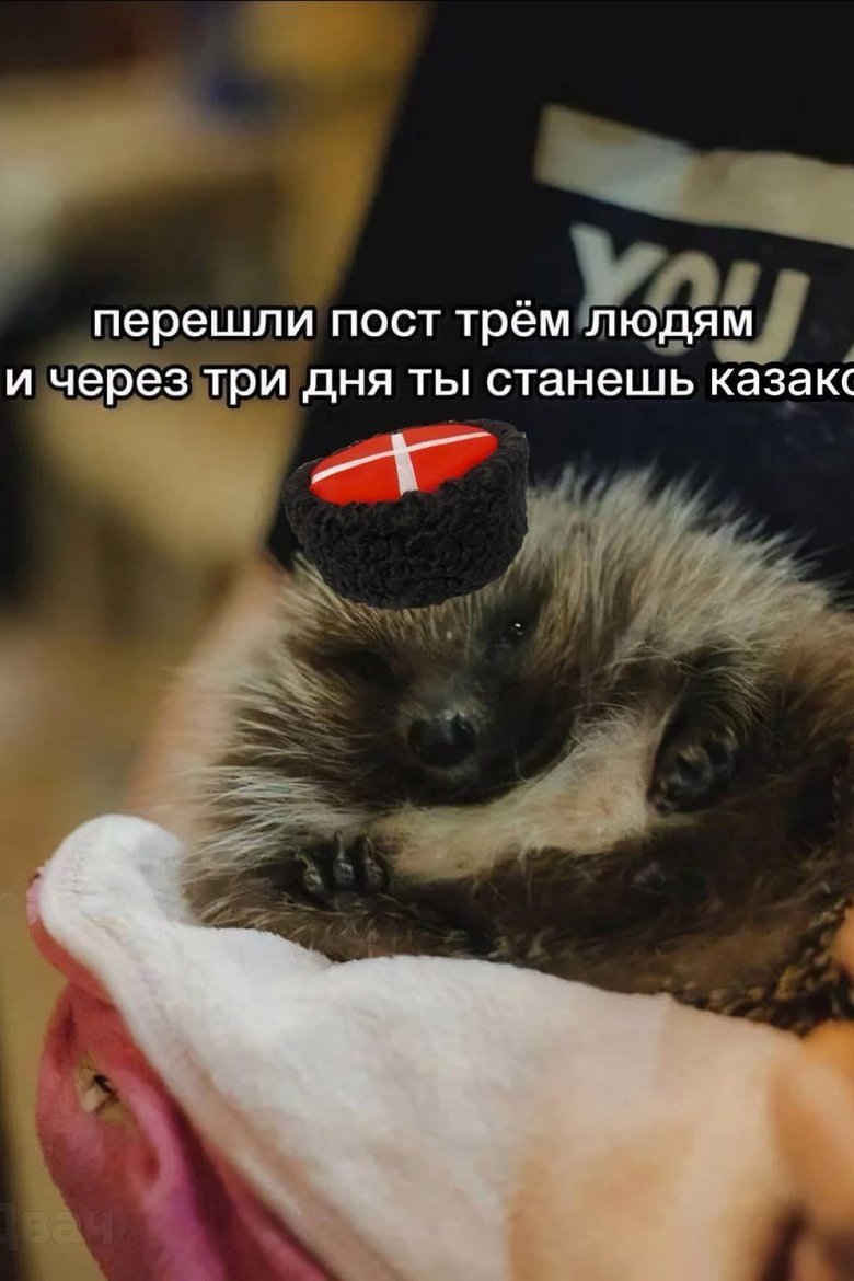 На картинке изображен ежик в кубанке. На картинке также есть текст: "перешли пост трём людям и через три дня ты станешь казаком". На картинке изображен ежик в кубанке. На картинке также есть текст: "перешли пост трём людям и через три дня ты станешь казаком".