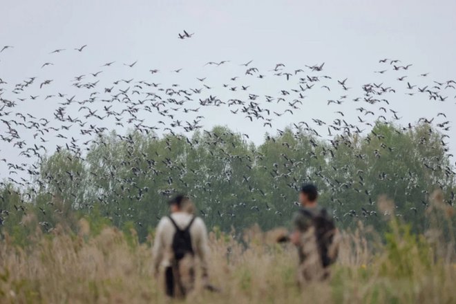 бердвотчинг бердвотчинг