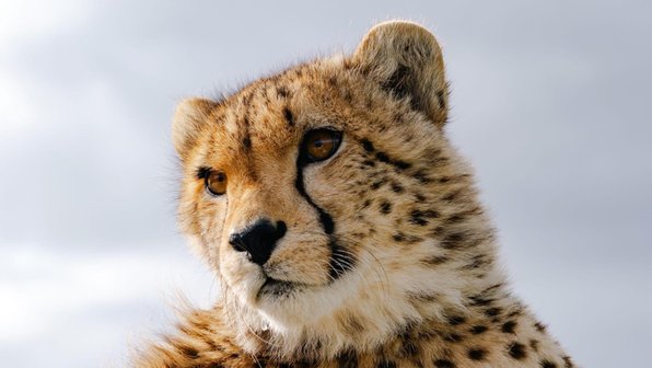 Домашние кошки похожи на диких: вот 7 доказательств