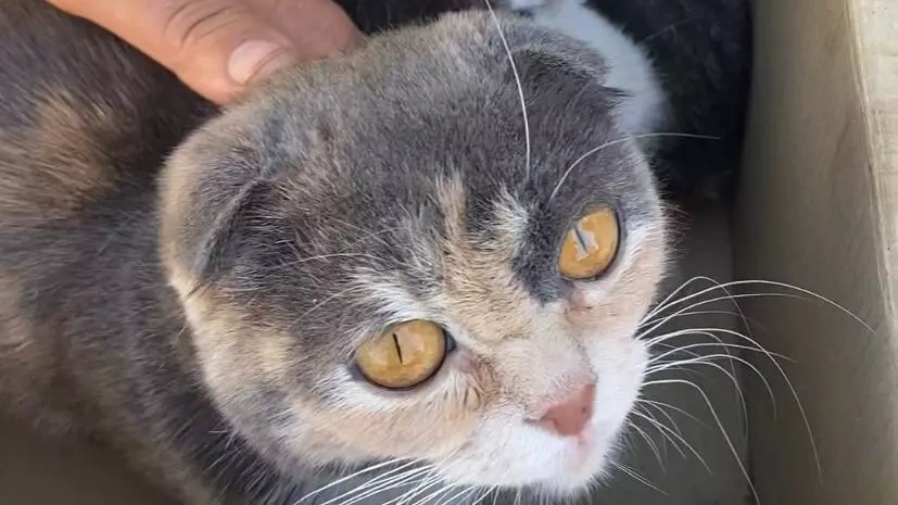 Вислоухая кошка Вислоухая кошка