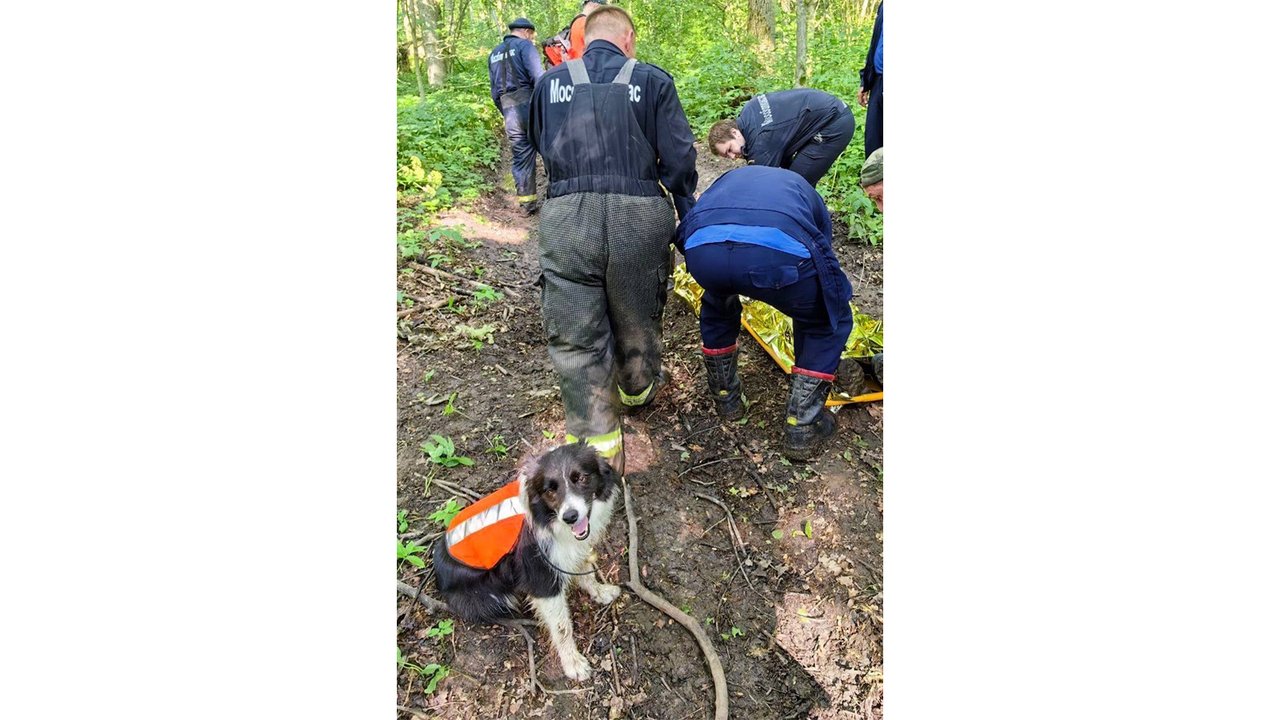Бордер-колли помогла найти пропавшего в лесу человека