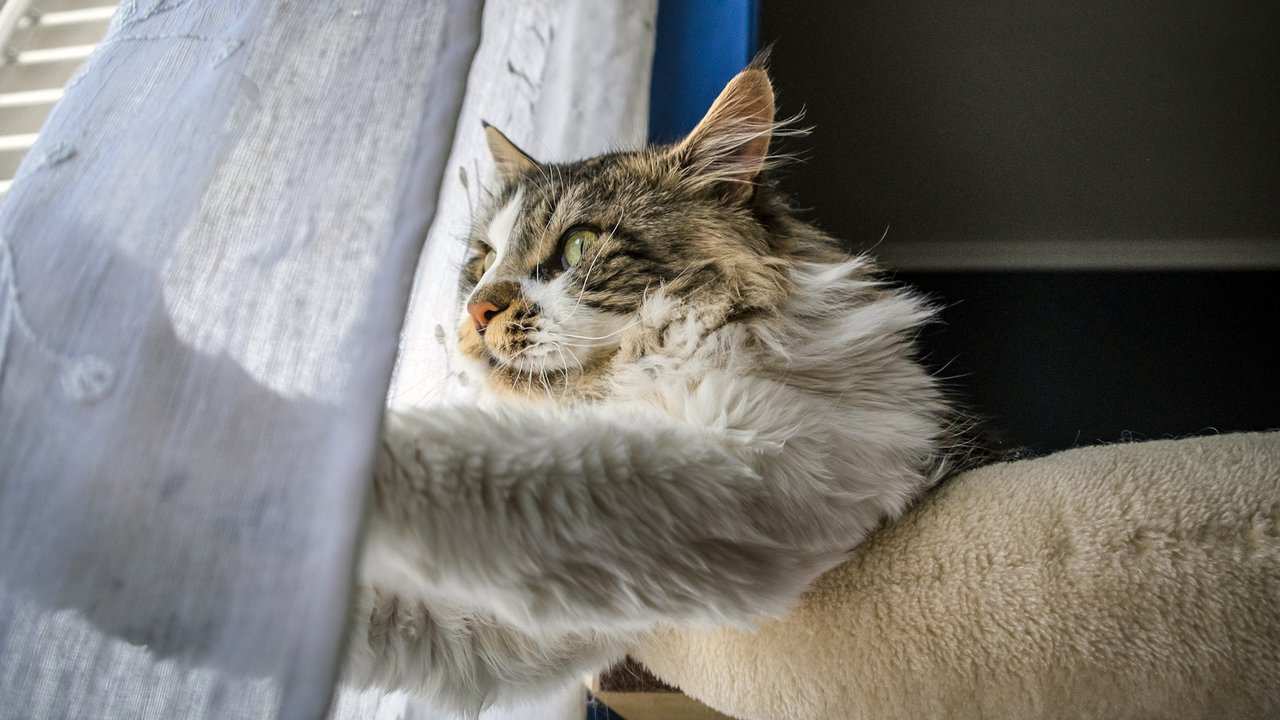 Кошка играет со шторой