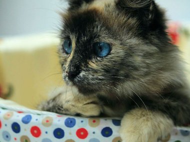 Под Тулой спасли истощенную кошку с котятами сказочной красоты