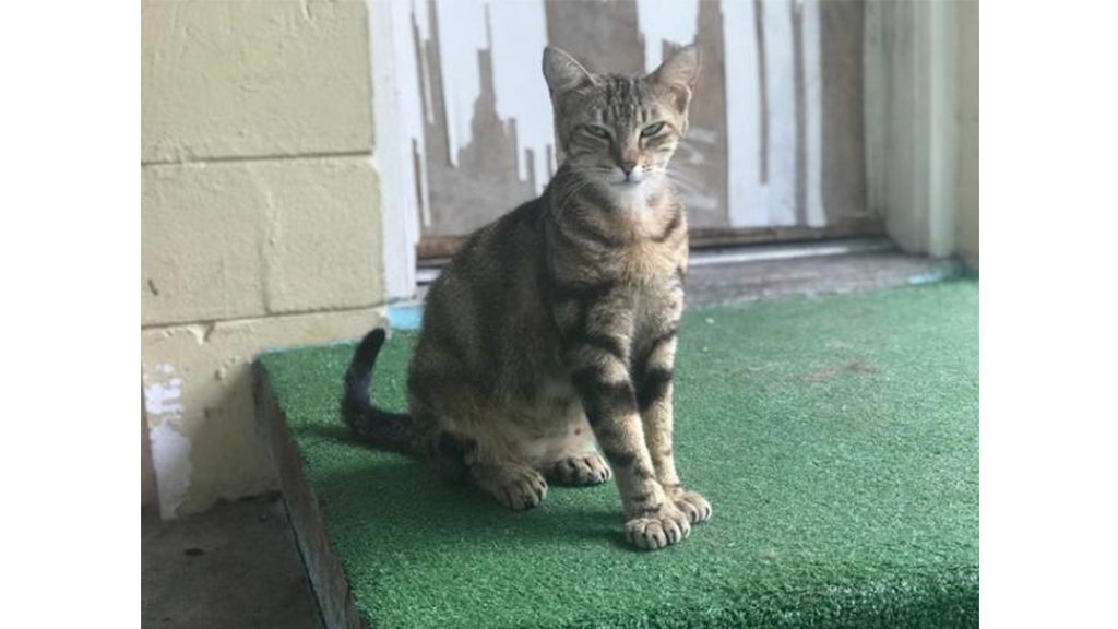 Котька