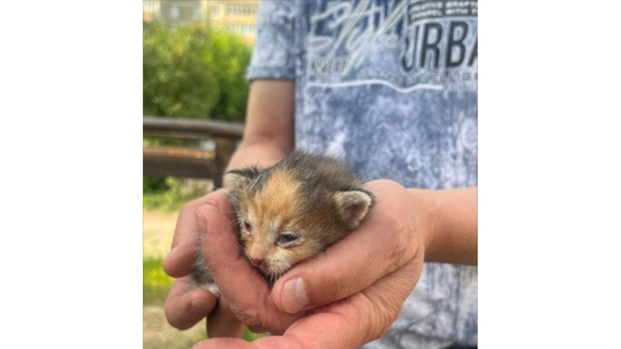 В Ульяновске из-под капота спасли крошечного котенка В Ульяновске из-под капота спасли крошечного котенка