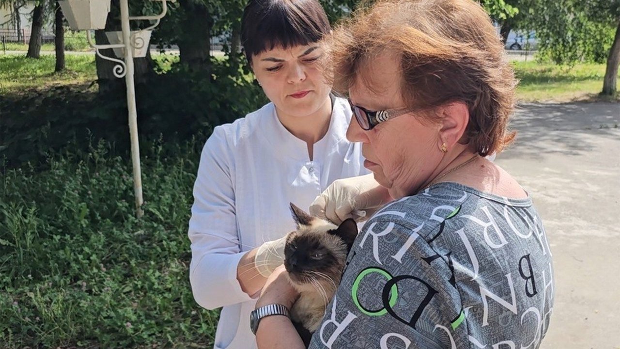 Кошка на руках у женщины Кошка на руках у женщины