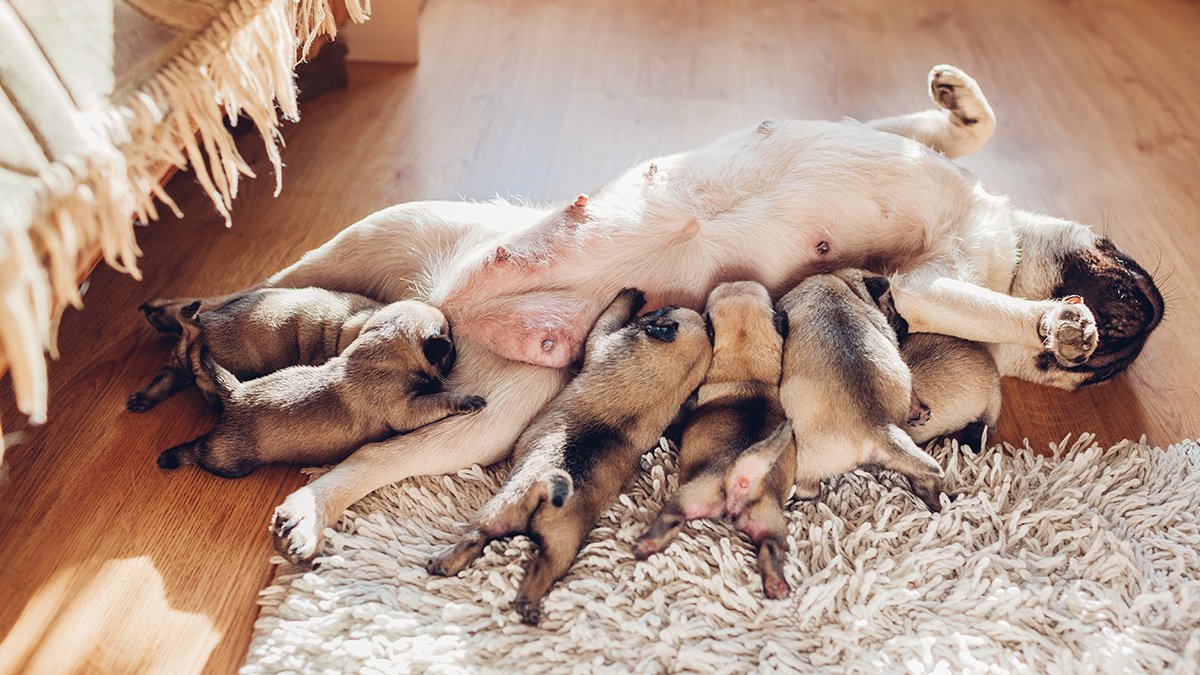 Чем кормить щенка в 1 месяц - Питомцы Mail.ru