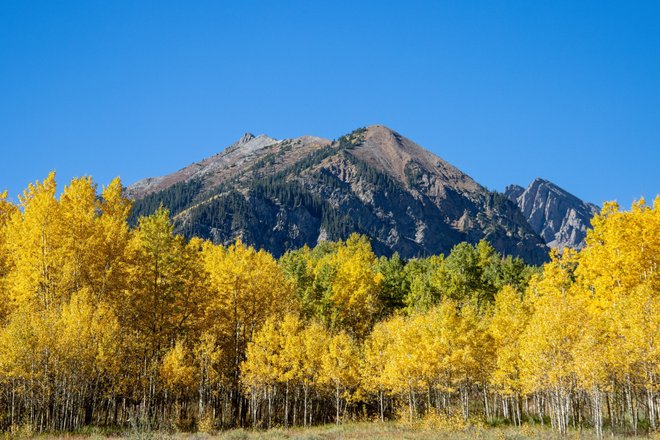 В США выяснили возраст гигантского живого организма Pando