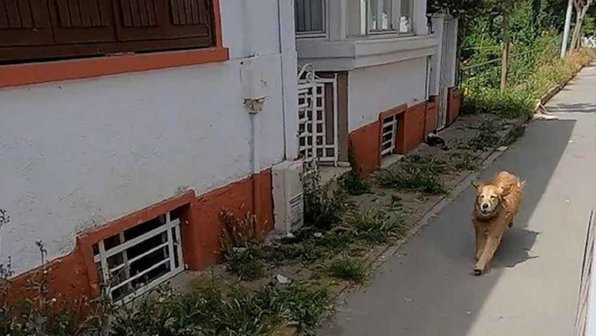 Пес бросился в погоню за машиной скорой помощи, которая увезла его хозяйку