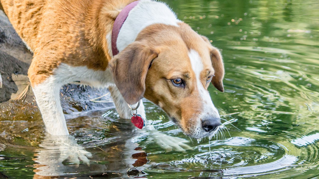 Собака пьет воду