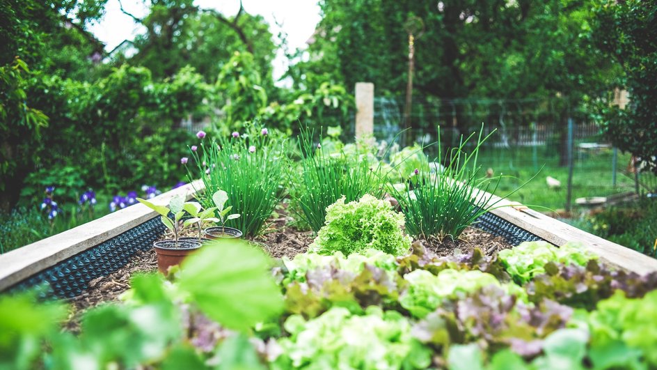 Подбор растений и декорирование огорода