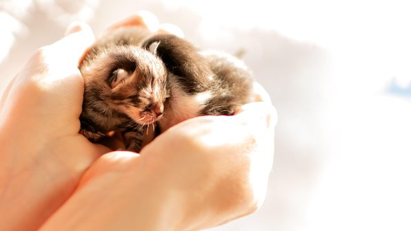 Мама-кошка пришла рожать в больницу — врачи спасли ее котят