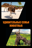 Постер шоу «Удивительные семьи животных»