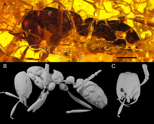 На нижней картинке представлена 3D-модель муравья. Фото: Christine Sosiak
