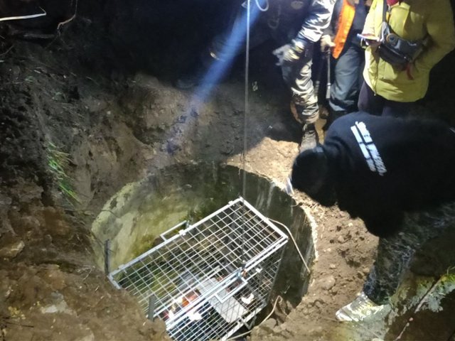 Под Питером домашняя собака помогла спасти бездомную