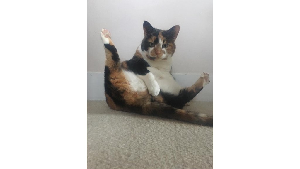 Котики