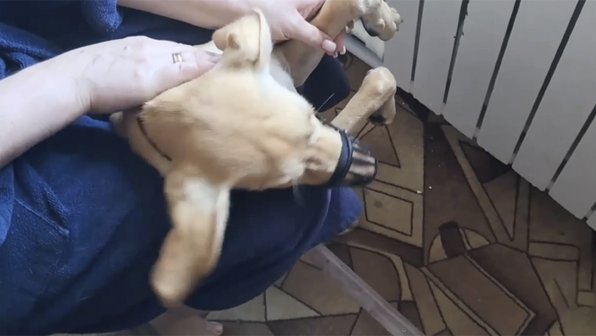 В Биробиджане спасли любопытного пса, застрявшего в батарее