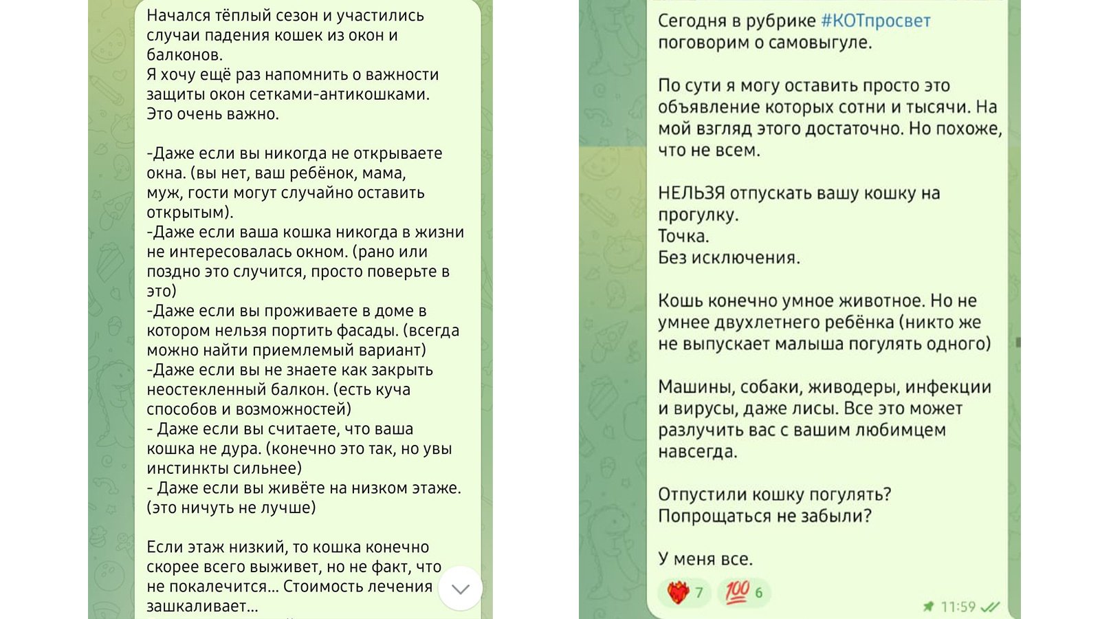 Верила, что найду»: как соцсети и люди помогли вернуть домой кошку,  пропавшую 8 месяцев назад - Питомцы Mail.ru