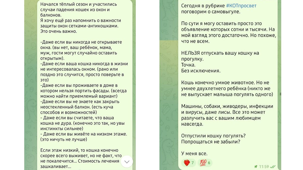 Как отличить кошачью игру от драки - Питомцы Mail.ru