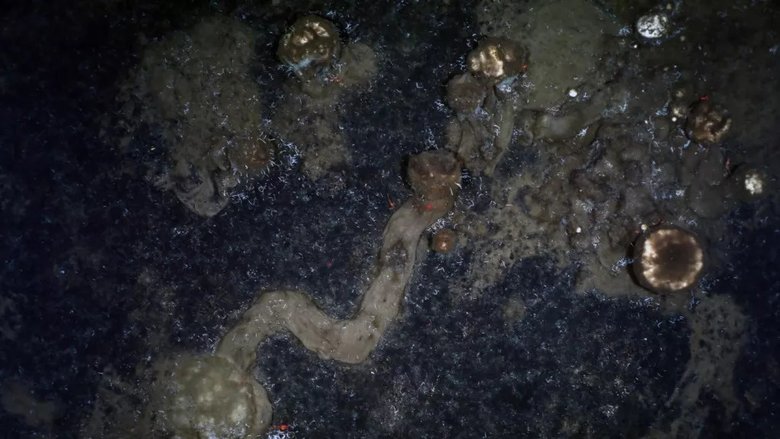 Пример следа, оставляемого губками, когда они ползают по морскому дну. Фото:  AWI OFOBS team