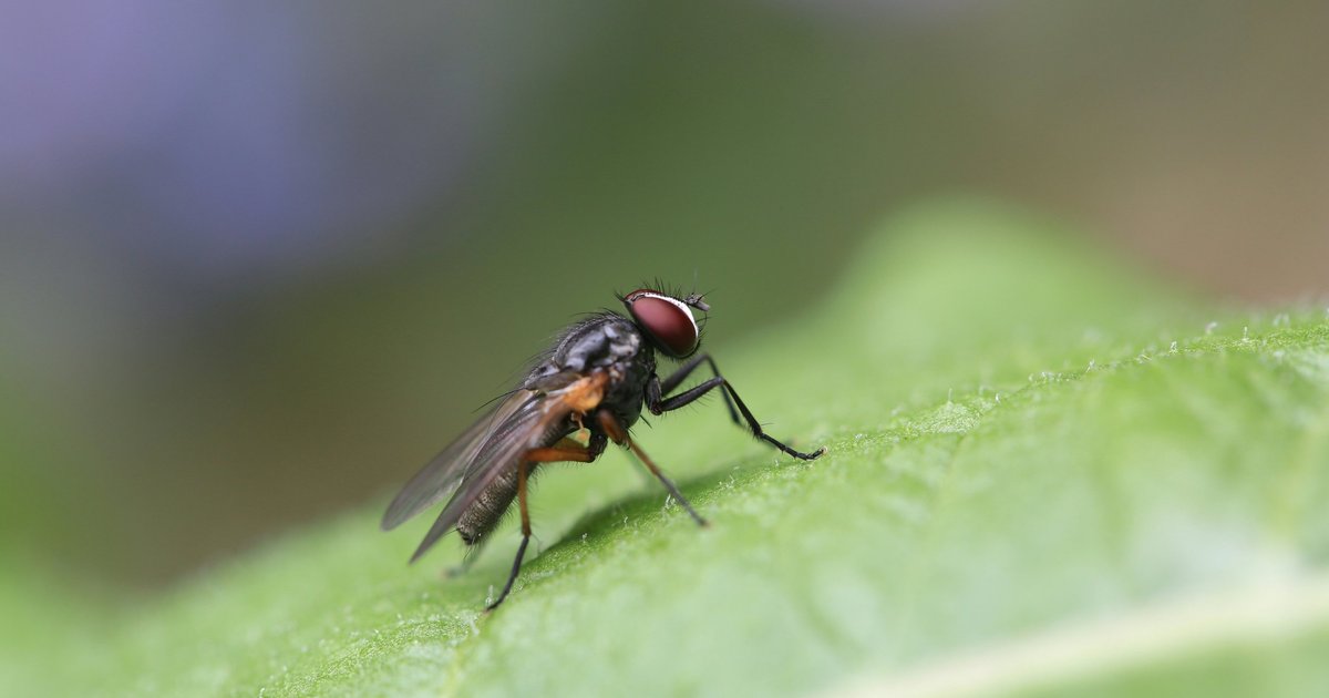 В России обнаружили мух-паразитов: они откладывают яйца в муравьев