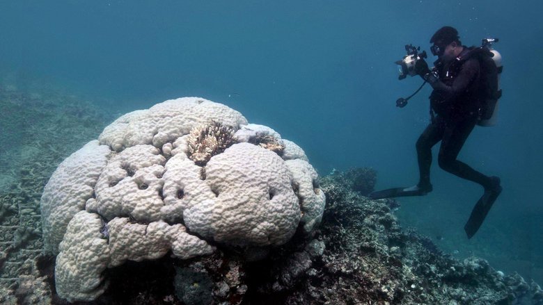 Большой барьерный риф может превратиться в «подводную пустыню». Фото: hypescience.com