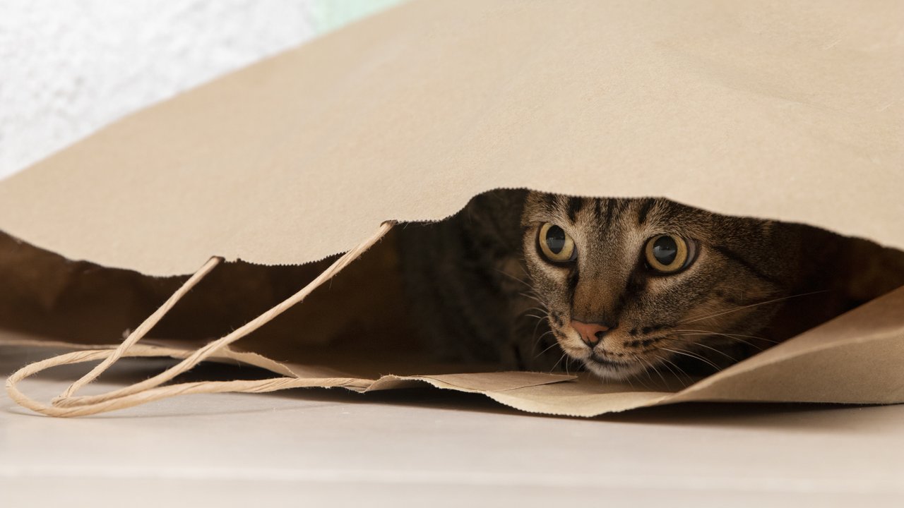 Кот залез в пакет