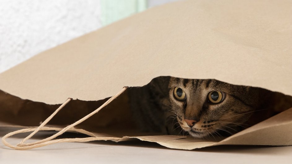 Кот сидит в бумажном пакете