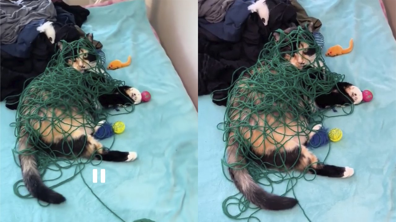 Кот запутался Кот запутался