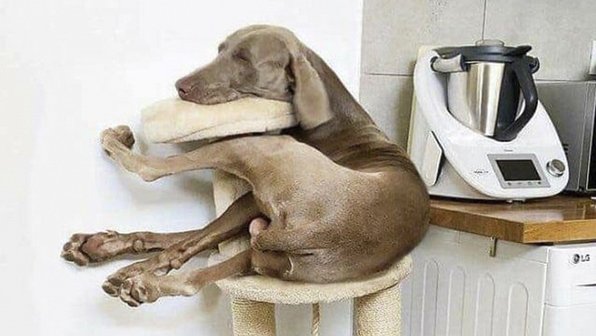 15 собак, которые думают, что они кошки. Фотоподборка