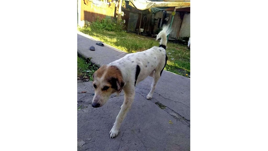 Песель