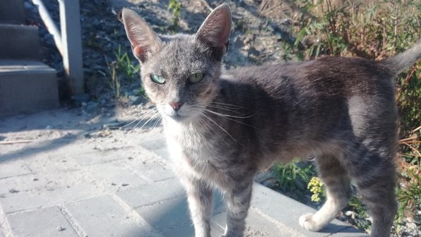 История спасения истощенной кошки с ж/д путей в Воронеже