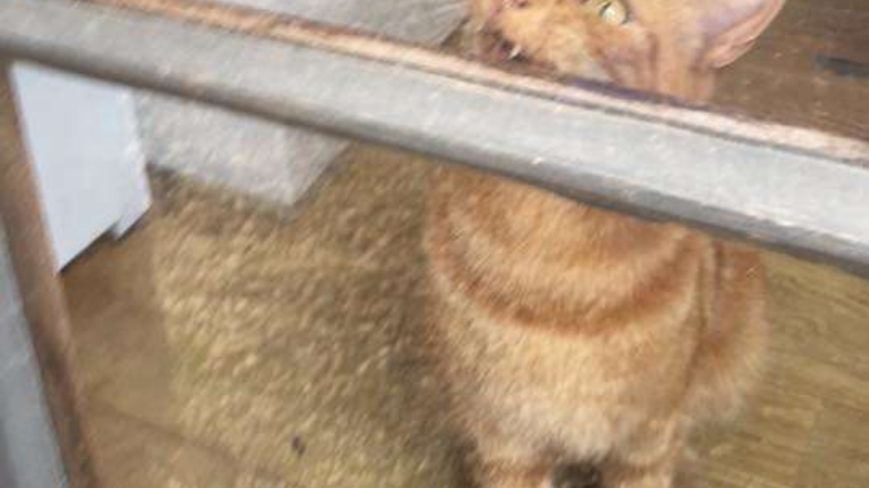 Pets.mail.ru Pets.mail.ru