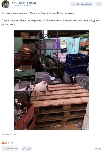 Фото: «коты ишачат на заводе» / VK