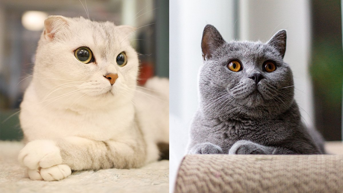 Как отличить шотландского котенка от обычного - Питомцы Mail.ru