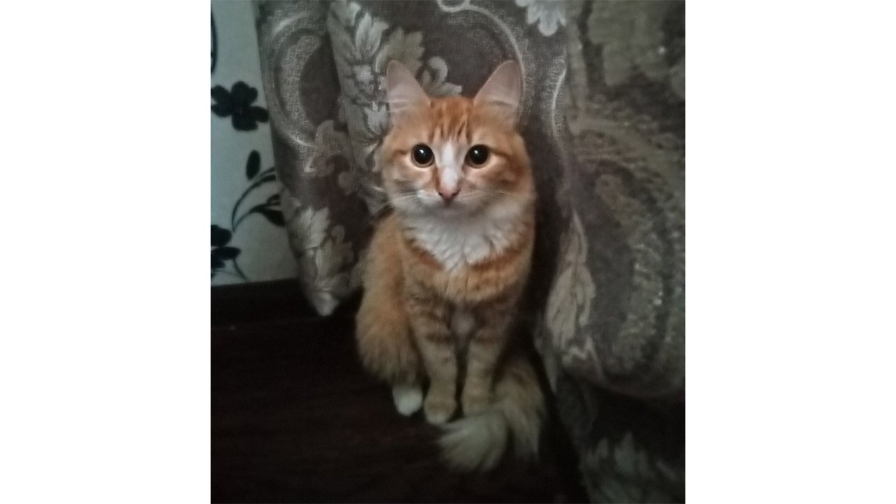 Беременную кошку выбросили в мусорку в заклеенной коробке Беременную кошку выбросили в мусорку в заклеенной коробке