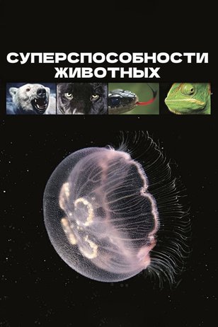 Постер шоу «Суперспособности животных»