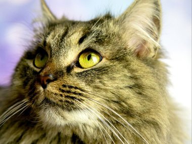 Котик по имени Игорь Котик по имени Игорь