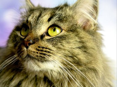 Котик по имени Игорь Котик по имени Игорь