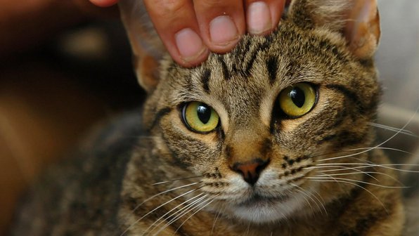Кот попросил поделиться с ним едой необычным способом
