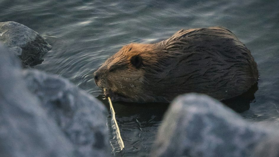 Бобр в воде Бобр в воде