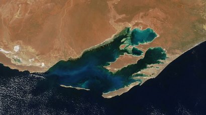 Если смотреть с поверхности, заросли морских водорослей выглядят как отдельные экземпляры, но на генетическом уровне это одно и то же растение. Фото: University of Western Australia