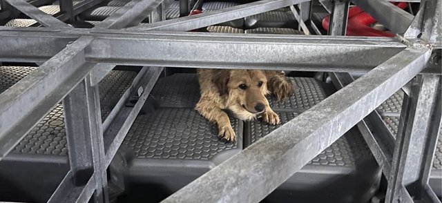 В Москве спасли собаку, упавшую в Москву-реку