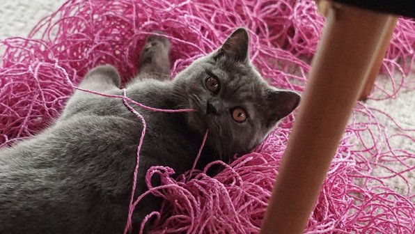 Почему кошка грызет мебель и как с этим справиться