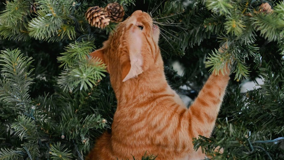 кот кусает елку кот кусает елку