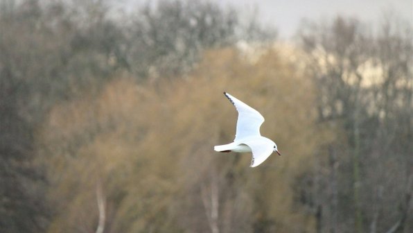 «Весна уже запущена»: Биолог Павел Глазков объяснил, почему птицы в Петербурге начали громко щебетать